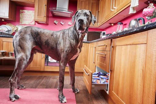 World’s tallest dog, 8-year-old Great Dane, dies