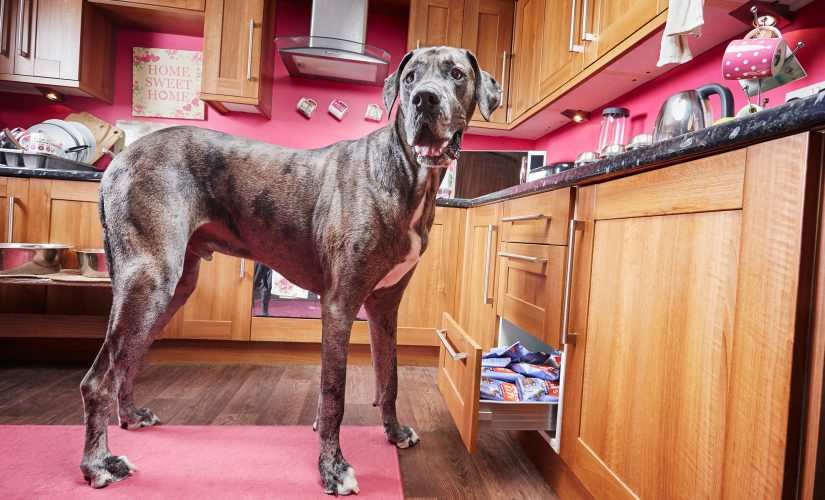 World’s tallest dog, 8-year-old Great Dane, dies