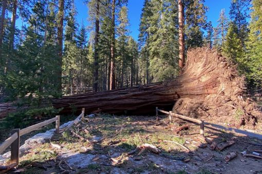 ‘Mono wind event’ topples over a dozen sequoias at Yosemite National Park