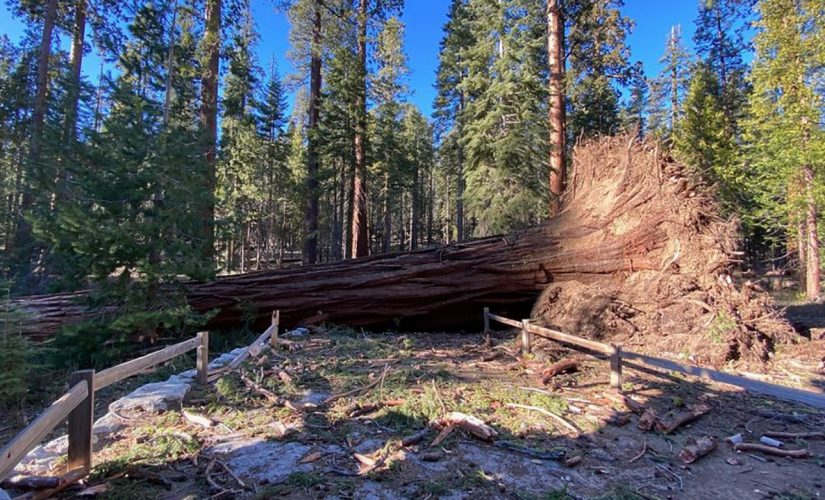 ‘Mono wind event’ topples over a dozen sequoias at Yosemite National Park
