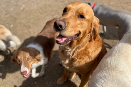 Faced with shutdowns, the pet industry gets creative amid the pandemic