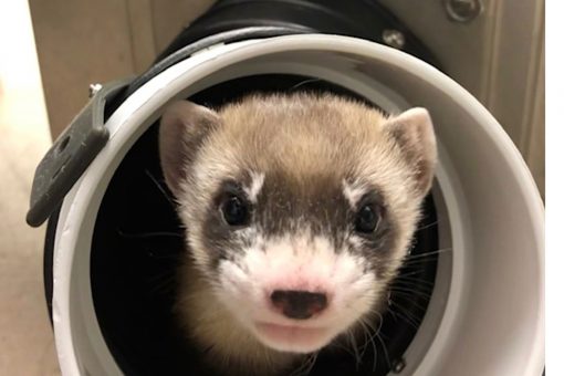 First clone of US endangered species announced
