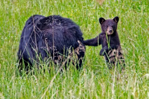 Bears found sleeping under Tennessee home after gas leak