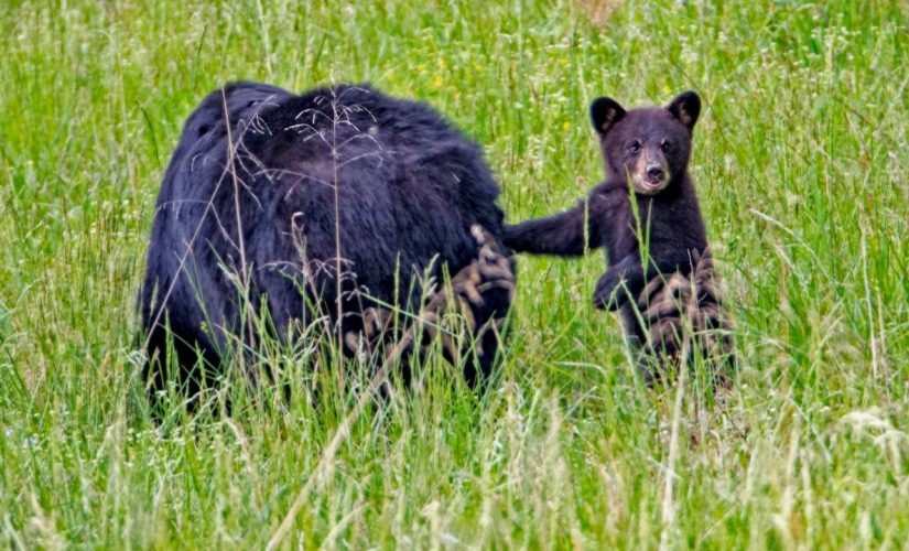 Bears found sleeping under Tennessee home after gas leak