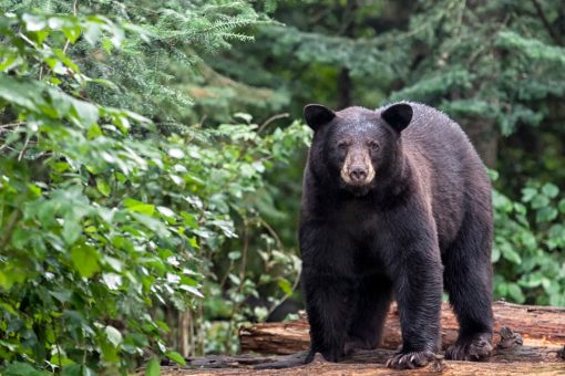 Pennsylvania’s 2020 bear harvest was sixth-best in state history