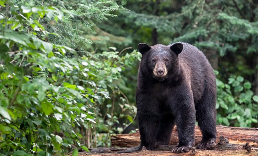 Pennsylvania’s 2020 bear harvest was sixth-best in state history