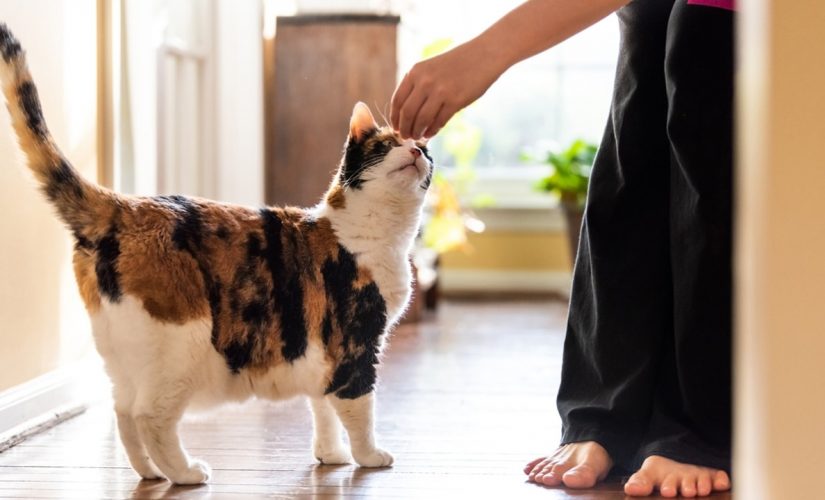 Rescue cat saves family by sniffing out gas leak in their home