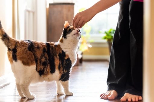 Rescue cat saves family by sniffing out gas leak in their home