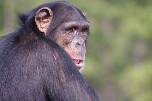 Researchers worry chimpanzee-killing virus could jump to humans next