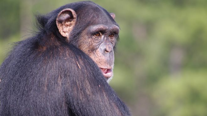 Researchers worry chimpanzee-killing virus could jump to humans next