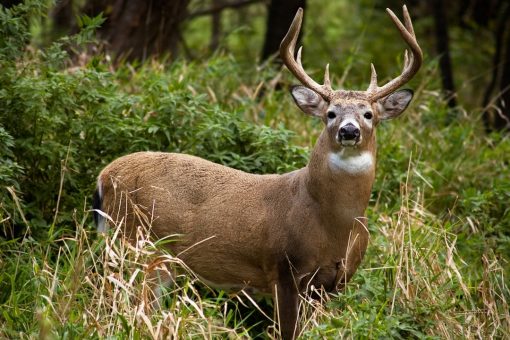 Ohio has best deer hunting season in 8 years