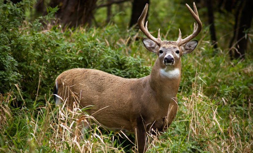 Ohio has best deer hunting season in 8 years