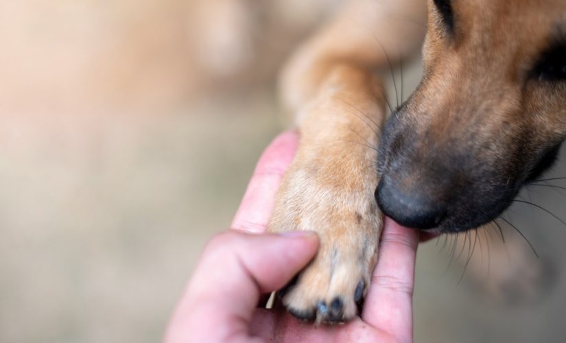 Hospital throws party for ‘hero’ dog who comforted staff during pandemic