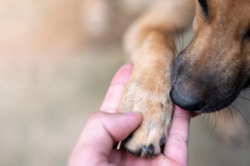 Hospital throws party for ‘hero’ dog who comforted staff during pandemic