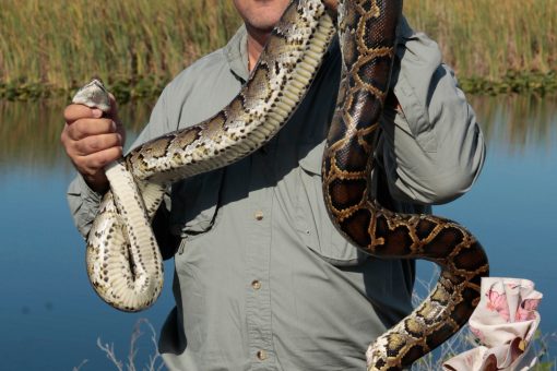 Florida restricts some exotic reptiles