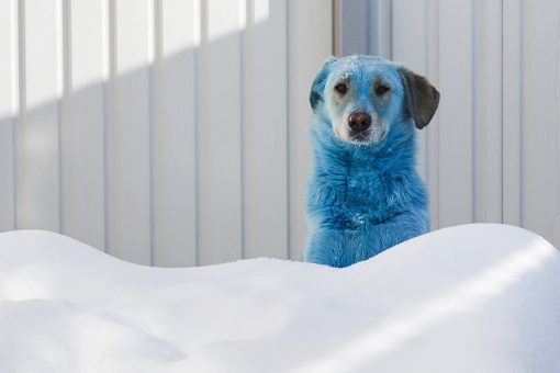 Dogs are mysteriously turning blue and pink in Russian city