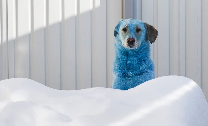 Dogs are mysteriously turning blue and pink in Russian city