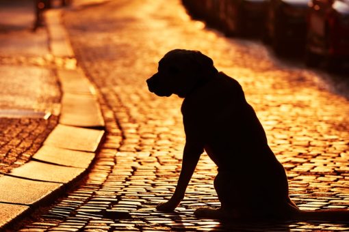 Man reunited with his dog after they were separated during Baltimore explosion