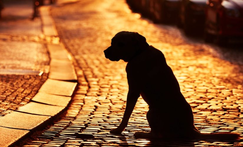 Man reunited with his dog after they were separated during Baltimore explosion