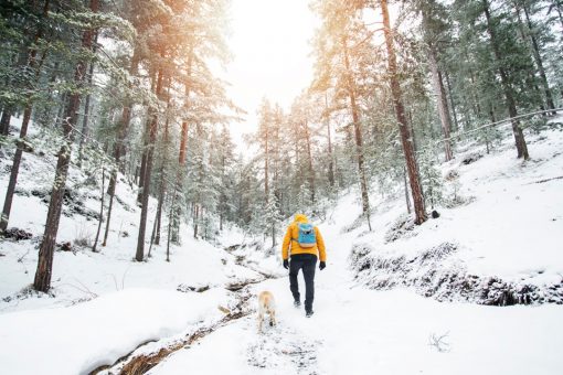 Dog stays in freezing alpine foothills with injured Italian hiker for 7 nights