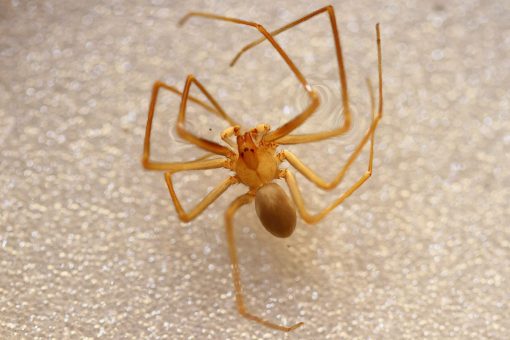 Venomous spiders found at University of Michigan library prompt two-day shutdown