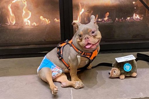 Dog with birth defect finally adopted after another family stood him up