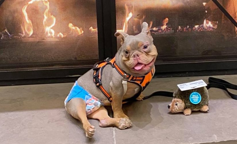 Dog with birth defect finally adopted after another family stood him up