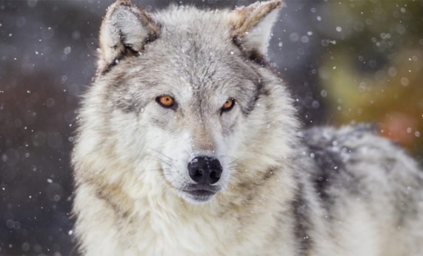 Wisconsin wolf hunters exceed state’s quota by almost double during abbreviated hunt, DNR confirms