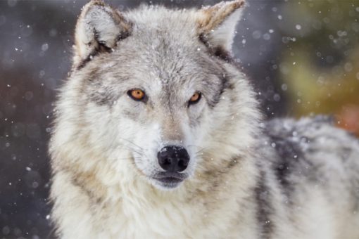 Wisconsin wolf hunters exceed state’s quota by almost double during abbreviated hunt, DNR confirms