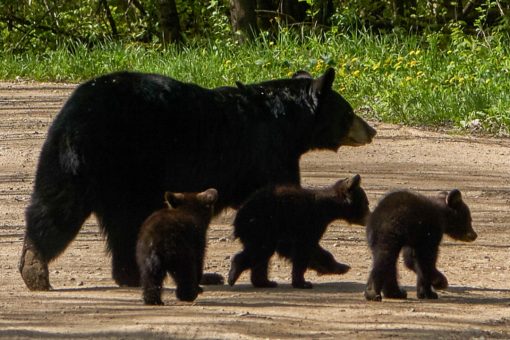 Bear cubs rescued from under Tennessee house reunited with mother back under same home