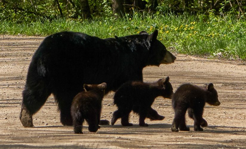 Bear cubs rescued from under Tennessee house reunited with mother back under same home