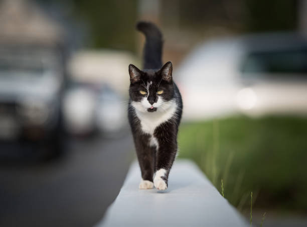 Condo board suing Florida woman over feeding of stray cat