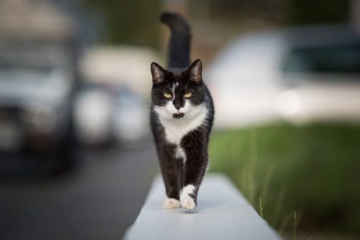 Condo board suing Florida woman over feeding of stray cat