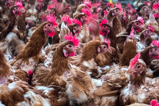 Russia reports first case of avian flu in humans