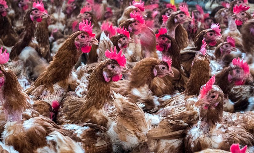 Russia reports first case of avian flu in humans