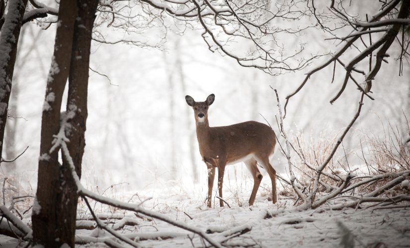 New York extends hunting season by 1 week for ‘Holiday Deer Hunt’