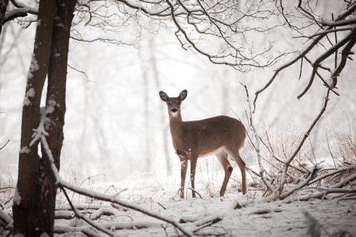 New York extends hunting season by 1 week for ‘Holiday Deer Hunt’