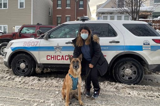Chicago community rallies to find lost dog