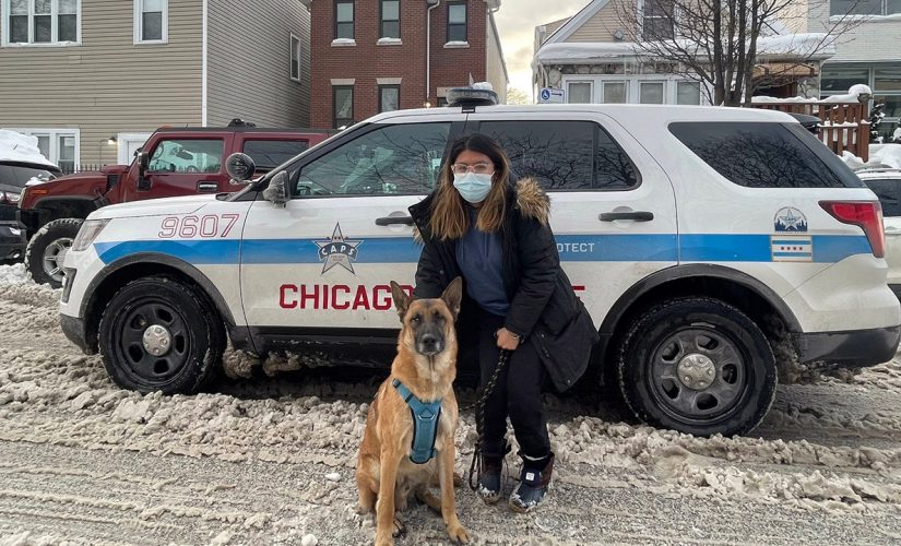 Chicago community rallies to find lost dog