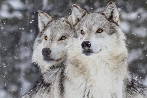 Wisconsin holds wolf hunting season for first time in 7 years