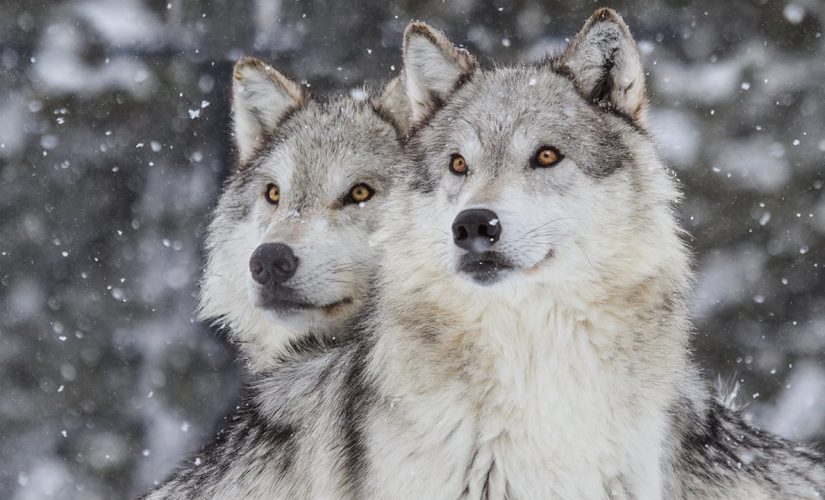 Wisconsin holds wolf hunting season for first time in 7 years