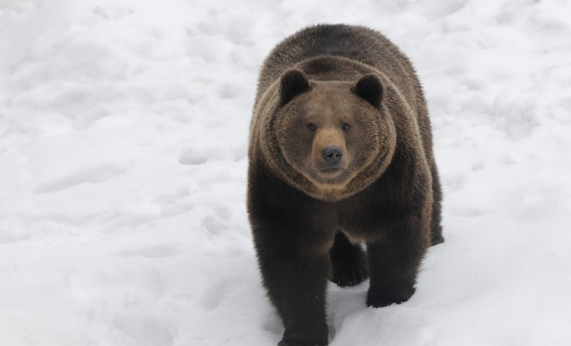 Bear chases skier down mountain in Romania: ‘Don’t look back!’