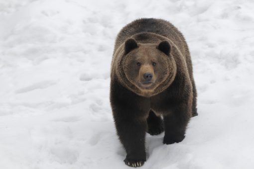 Bear chases skier down mountain in Romania: ‘Don’t look back!’