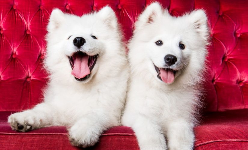These are the ‘cutest’ dog breeds based on ‘golden ratio’ beauty measuring theory