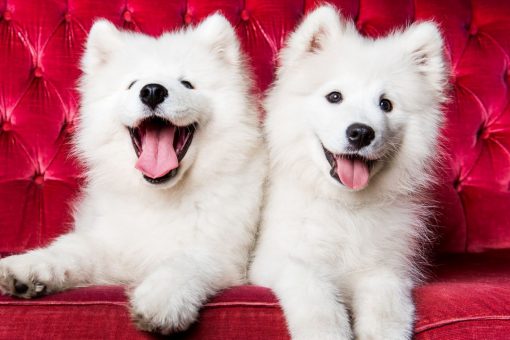 These are the ‘cutest’ dog breeds based on ‘golden ratio’ beauty measuring theory