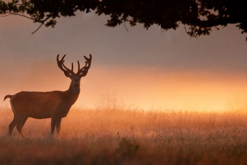 New York hunter sets new state record after tracking deer for almost a full year