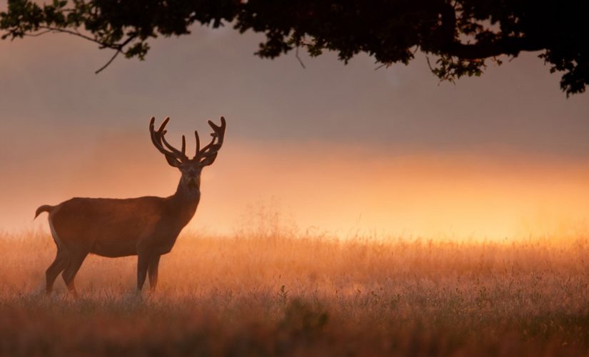 New York hunter sets new state record after tracking deer for almost a full year