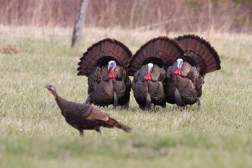 Amid wild turkey sightings, Massachusetts town shares tips for fending off ‘intimidating’ fowl