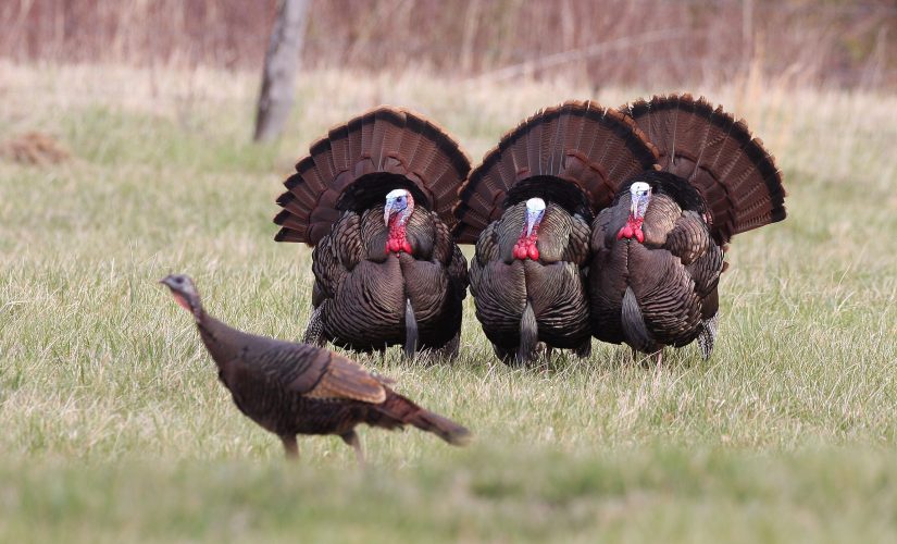 Amid wild turkey sightings, Massachusetts town shares tips for fending off ‘intimidating’ fowl