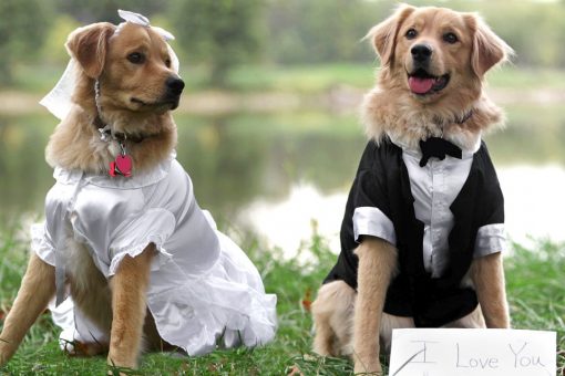Animal shelter hosts dog wedding in South Carolina for charitable cause